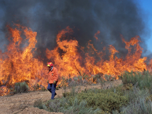 Chamas já destruíram mais de 18 mil hectares
