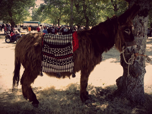 Feira de burros anima o Naso