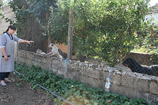 Canil ilegal revolta população