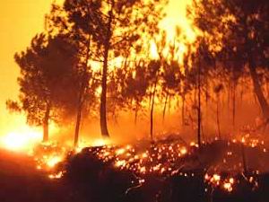 Detido por atear fogo em Vimioso