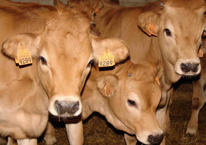 Raça Mirandesa vai ter novo secretário técnico