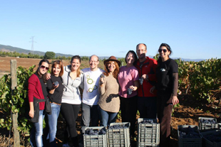 Vindimas atraem turistas ao Geoparque