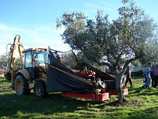 Vale de Gouvinhas ganha vida com a Feira da Azeitona