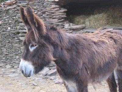 O Burro e o Gaiteiro procuram financiamento para festival