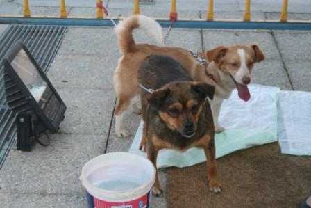 Canino-terapia usada em pessoas com deficiência