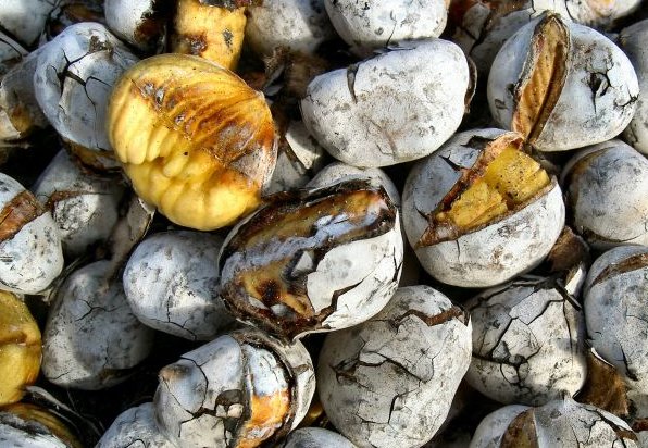 Maçores festeja S. Martinho com lançamento de CD