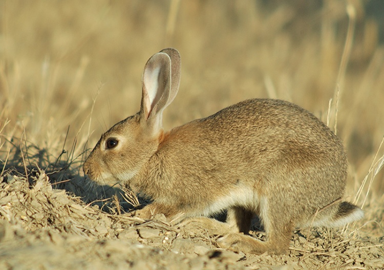 Doença ameaça coelho bravo