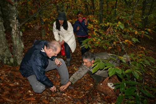 Cogumelos reúnem curiosos em Macedo