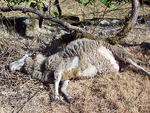 Lobos matam 30 ovelhas em Brunhosinho