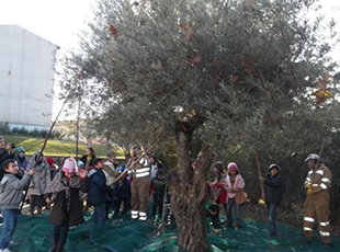 Crianças apanham azeitona