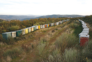 Apicultores preocupados com concorrência espanhola