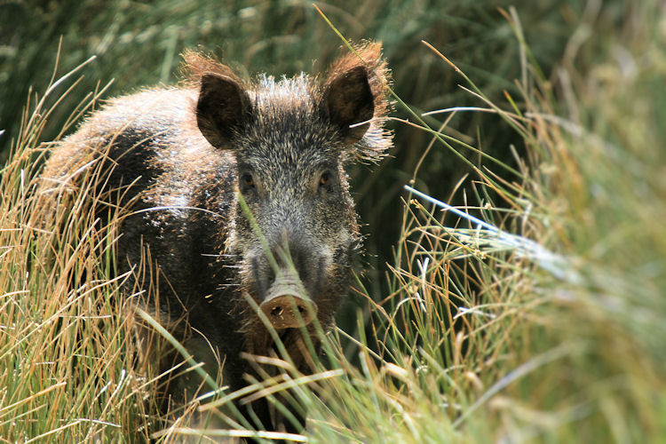 Distrito de Bragança perde Encontro Venatório
