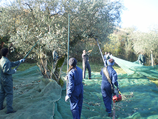 Mais azeitona na região transmontana