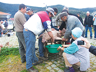 Matança do porco à moda antiga na Rota das Pipas