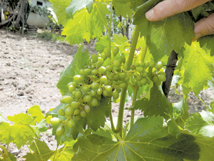 Granizo estraga culturas em Fradizela