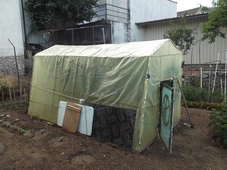 Homem detido por suspeitas de cultivar canábis no quintal
