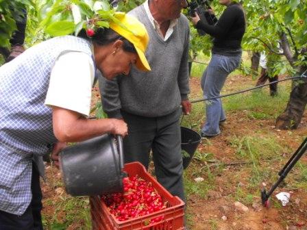 Menos visitantes na Festa da Cereja em Alfândega da Fé