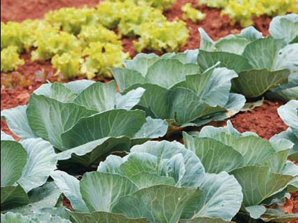 Hortas sociais distribuídas a 28 famílias em Mirandela