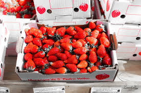 Eurodeputado quer ajudar os produtores de morangos de S.Pedro Velho a consolidar a marca