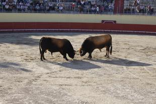 Vinhais já vibra com as chegas de touros