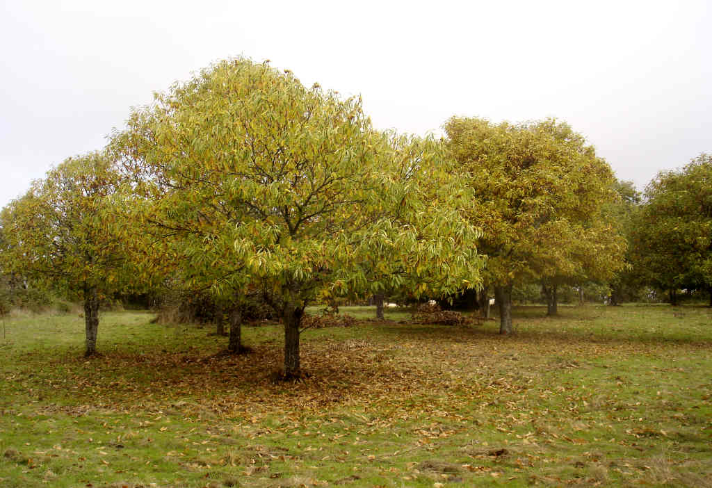 Produção de castanha comprometida