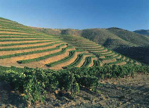 Dezenas de empresas do Douro promovem vinho no Brasil