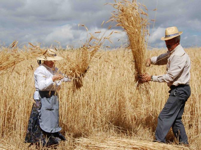 Lides agrícolas recordadas este fim-de-semana no nordeste transmontano