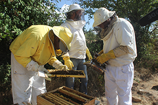 Apicultores preocupados com pragas