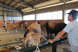 Malhadas pode vir a ter feira mensal de gado