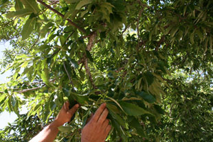 Agricultores sensibilizados para comprar castanheiros certificados