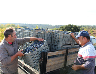 Vindima atrai pessoas do litoral ao Lombo