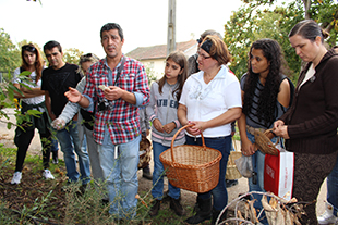 Há cada vez mais interessados em apanhar cogumelos