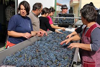 Vindima na aldeia do Lombo atrai participantes do litoral