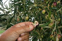 Mosca da Azeitona obriga à antecipação da colheita