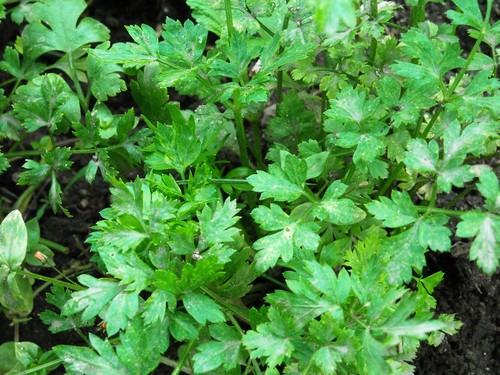 IPB vê aprovado projecto inovador na área das plantas aromáticas