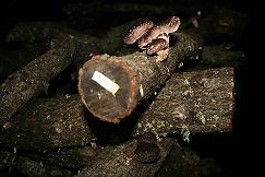 Autarca de Vimioso lamenta que as mais valias da venda cogumelos não fiquem no concelho