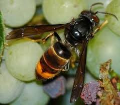 Vespa velutina detectada no concelho de Mirandela