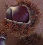 Grupo francês compra fábrica da castanha de Vinhais