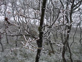 Previsão de nevoeiro e gelo para consoada e Natal