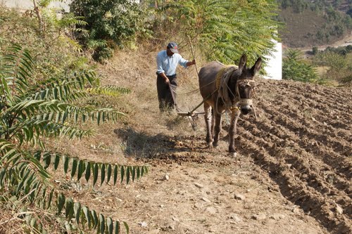 Potencialidades da tracção animal em análise nas Jornadas Técnico Científicas do IPB