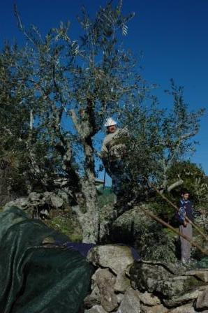 90 mil toneladas de azeitona colhidas na última campanha