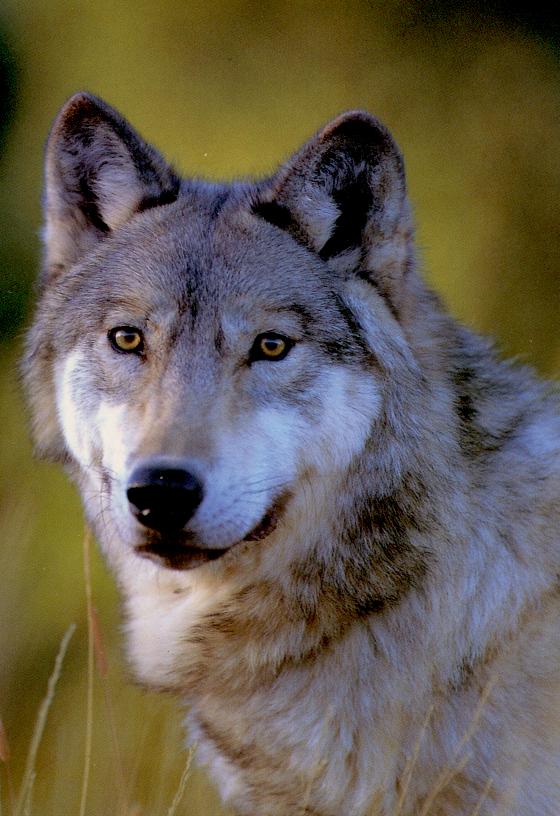 30 animais mortos em alegado ataque de lobo a rebanho
