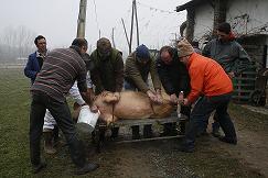 Matança do porco recriada em Gimonde