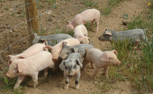 Vinhais vai ter Centro Interpretativo do Porco e do Fumeiro