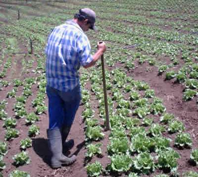 Bolsa de emprego para o sector agrícola