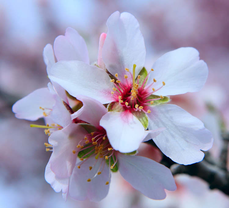 Rota das Amendoeiras em Flor está de regresso