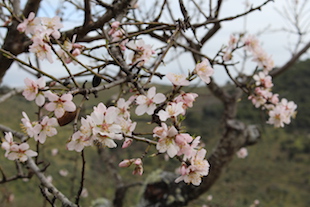 Flor das amendoeiras promove produtos locais