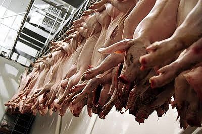Faltam inspectores sanitários, mas matadouros não vão encerrar