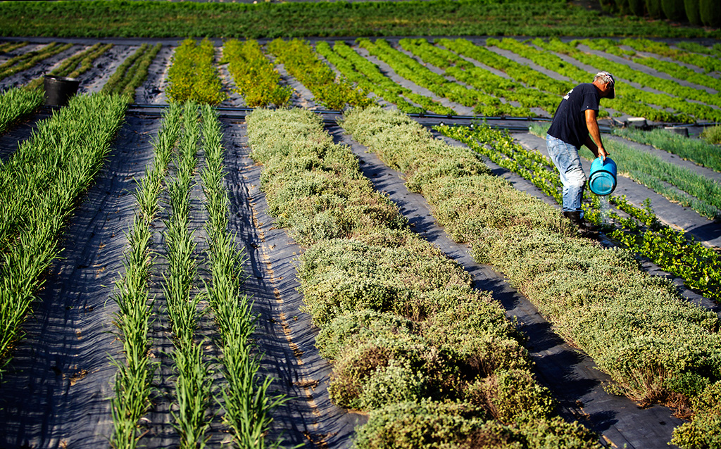 Trás-os-Montes é a região com maior número de agricultores em modo biológico