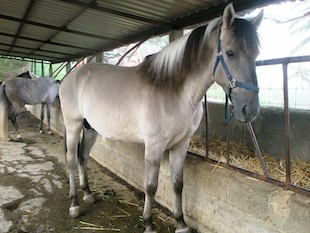 Escola Profissional aposta em Centro Hípico